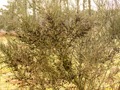 Aceria genistae galls